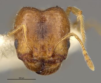 Media type: image;   Entomology 28095 Aspect: head frontal view